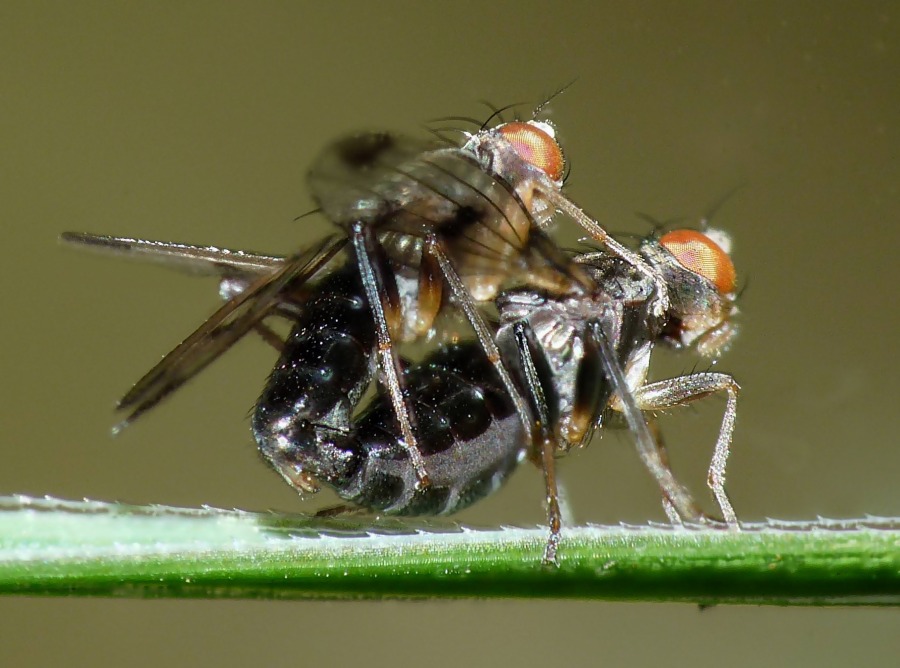 Geomyza tripunctata - Opomyzidae